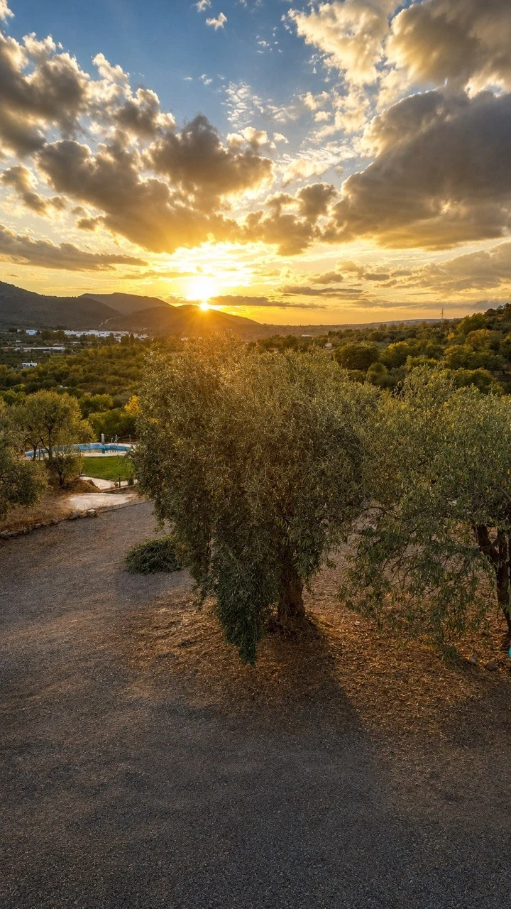 Atardecer dorado sobre el valle y los olivos de Benecid